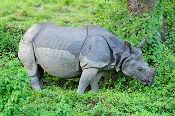 Obraz premium Asian one-horned rhinoceros