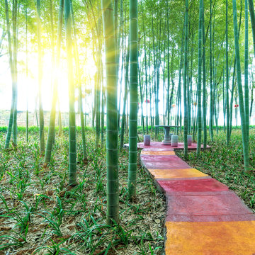 BAMBOO FOREST by China