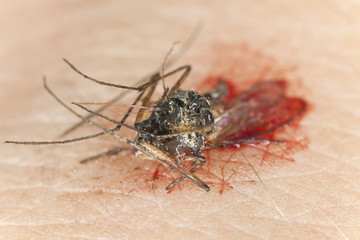 Killed mosquito with blood, extreme close-up