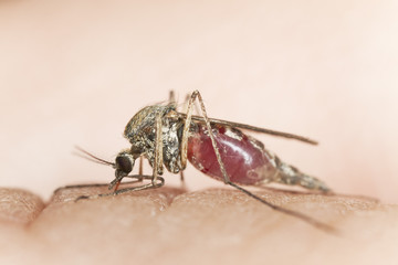 Mosquito sucking blood, extreme close-up