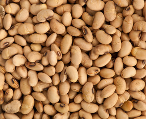 roasted soy bean