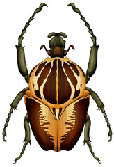 Goliathus regius - Goliath beetle