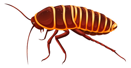 Giant cockroach - Anamesia