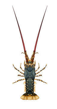 Spiny rock lobster - Panulirus