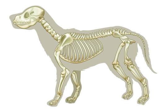 Canis lupus familiaris - skeleton