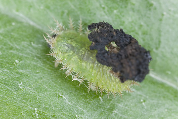 Green Tortoise Beetle larvae - Cassida viridis