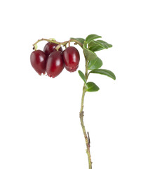 Lingonberry sprigs with ripe berries