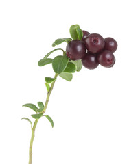 Lingonberry sprigs with ripe berries