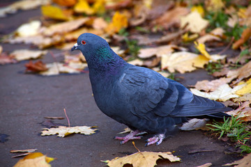 pigeon