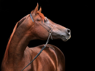 Bay arabian horse portrait with dark background