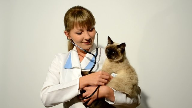 veterinary doctor with the Siamese