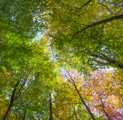 crown of oak trees in autumn