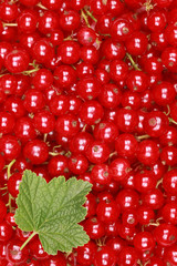 Rote Johannisbeeren