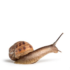 Garden snail isolated on white background. © pio3