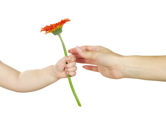 hand  holding red gerber