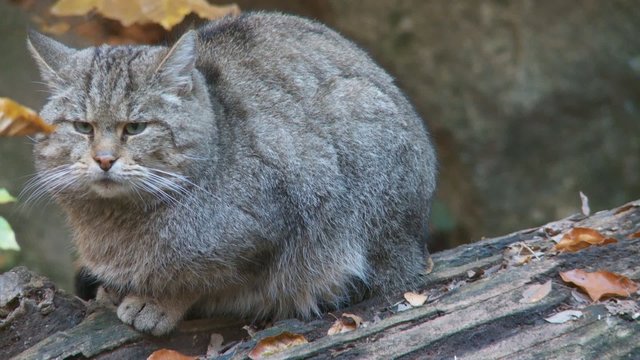 Wildkatze