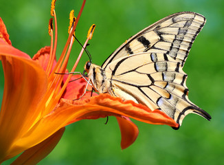 close up of butterfly Papilio Machaon sitting on lily