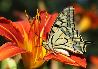 close up of Papilio Machaon butterfly on lily