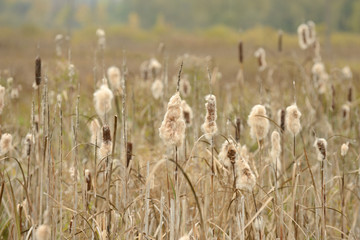 Dry Cattail (Typha Latifolia or Bulrush) Spikes with Fluff