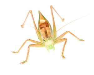 Grasshopper Close-Up Isolated on White Background