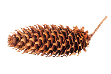 Spruce Cone Isolated on White Background