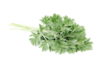 Wormwood Isolated on White Background