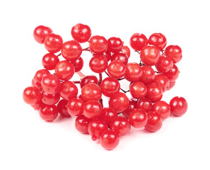 Red Guelder Rose (Viburnum Opulus) Berries Isolated on White