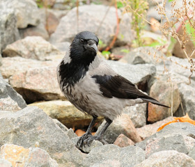 Obraz na płótnie Canvas Hooded Crow na kamieniach