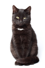 czarny kot siedzi na białym tle - 46268730