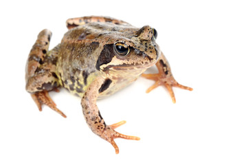 Brown Grass Frog Isolated on White Background