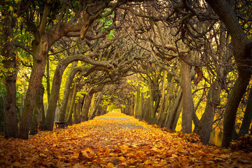 Autumnal alley  in the park of Gdansk, Poland