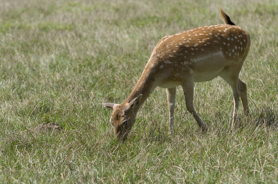 Red Deer in the Meadow