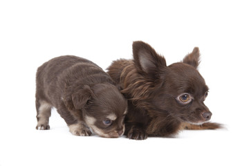 chihuahua pup playful on blue background