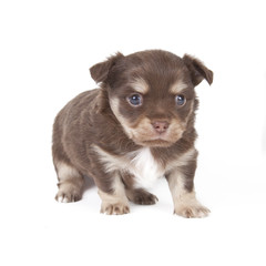 chihuahua pup playful on blue background