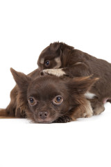 chihuahua with mother