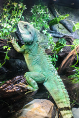 Leguan