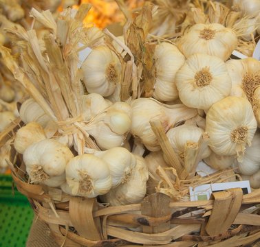 A basket of Garlik bulb in a Festival in Piedmont Italy