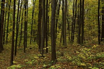 Fototapeta premium Autumn Forest