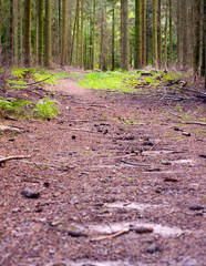 Fototapeta premium Footpath