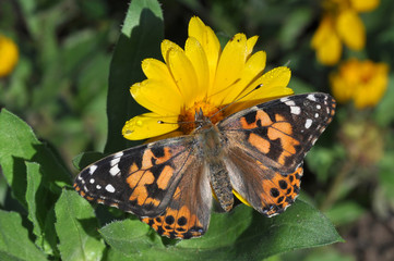 Painted Lady Butterfly