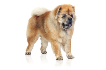 Adorable Dog over white background