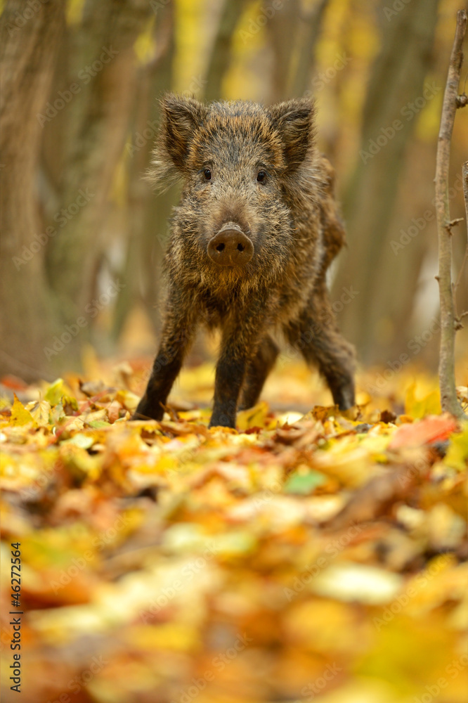 Wall mural wild pig