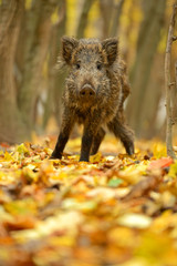 Wild pig