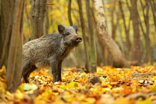 Wild pig