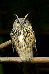 Beautiful European eagle owl in