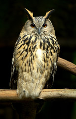 Beautiful European eagle owl in