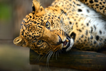 Leopard