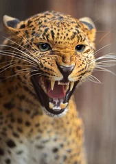 Zelfklevend Fotobehang Leopard © kyslynskyy