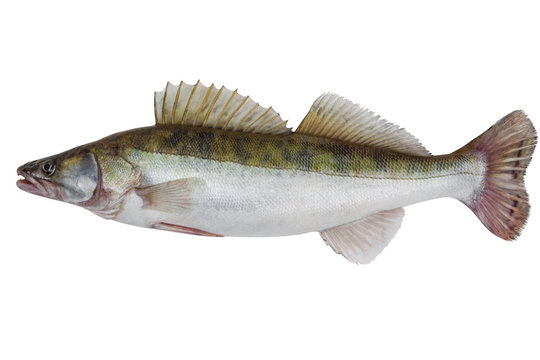 Male Zander