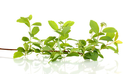 Branch with green leaves isolated on white